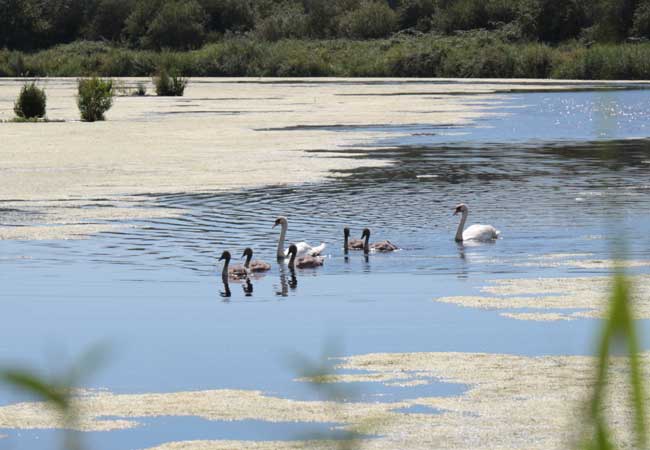 Swans swimming on a lake 